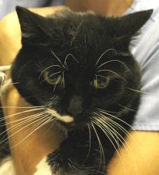 senior_cat