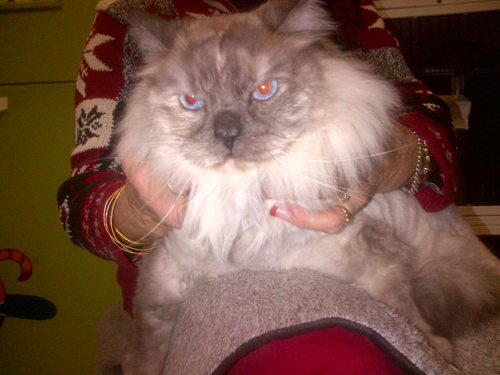 HC_cat_web