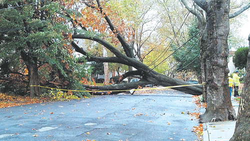 Photo by Photo by Natalie Rodriguez-UlloaMassive tree on Oakwood Ave. in Kearny was one of Hurricane Sandy’s casualties.