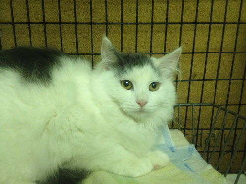 HC Cat_web