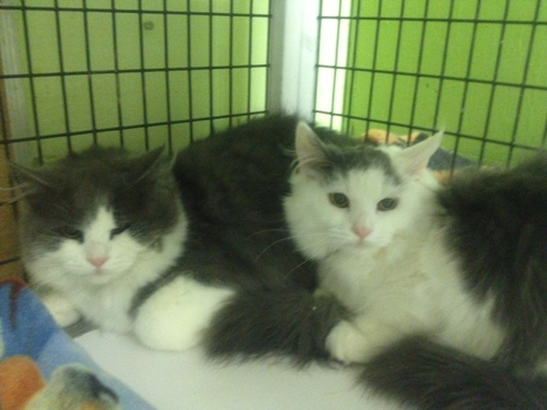 Fuzzy and Wuzzy