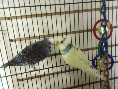 Parakeets_web