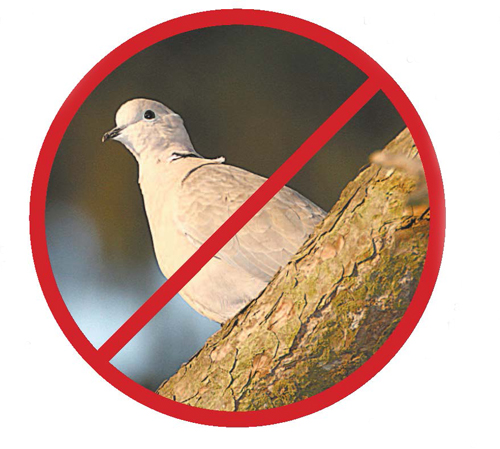 bird_web