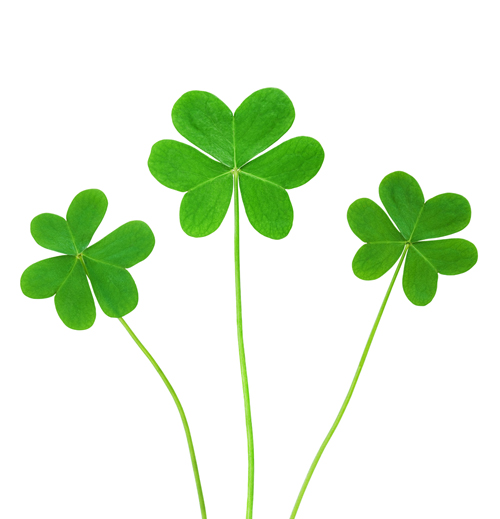 shamrocks_web