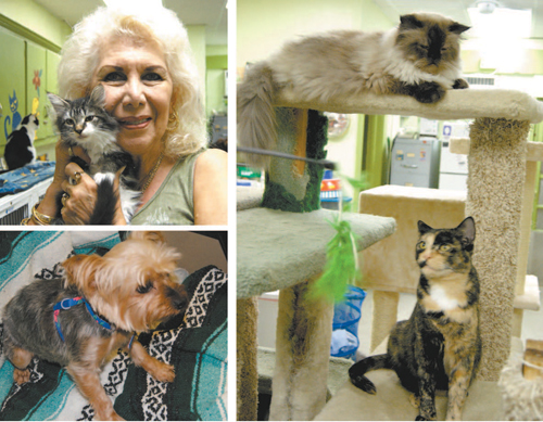 Photos by Karen Zautyk Clockwise, from l.: Kathy Johnson with one of the many kittens up for adoption; two of the cats available; and Tina, a Yorkshire terrier.