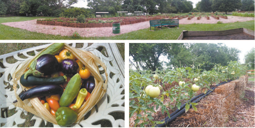 Photos courtesy Kearny Community Garden Top: A view of the garden from Passaic Ave. Above l.: A sample of goodies harvested. Above r.: Tomatoes grow atop bales irrigated by soaker hose.