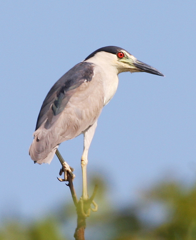 black-crowned night heron