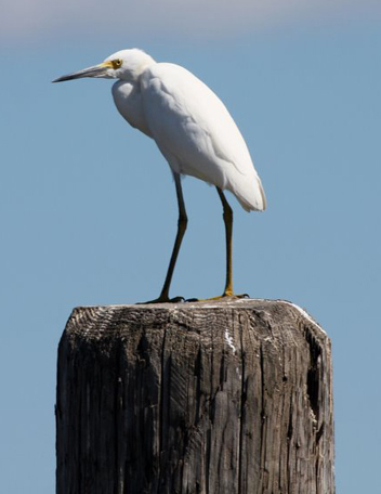Photos courtesy NJMC At DeKorte Park’s shoreboard pool, visitors may spot a Black-crowned Night Heron (middle) or a Snowy Egret (bottom.).
