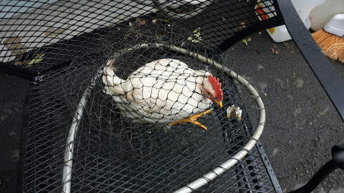 Animal_web