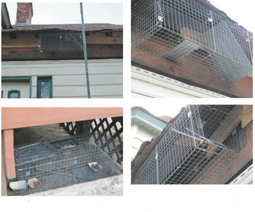 Photos by Ron Leir The town boarded up holes along the base of the porch and along the roof eaves of 47 Morgan Place to keep out critters and it set up traps outside the attic and in the backyard.
