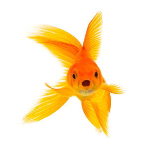 goldfish_web